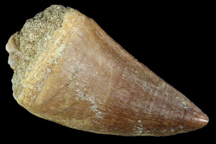 Mosasaur (Prognathodon) Tooth - Morocco #101073